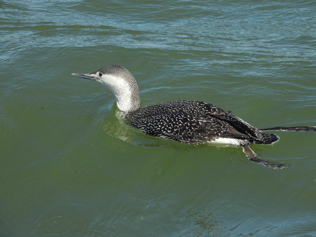 Red-throated Loon - Allen Wolford