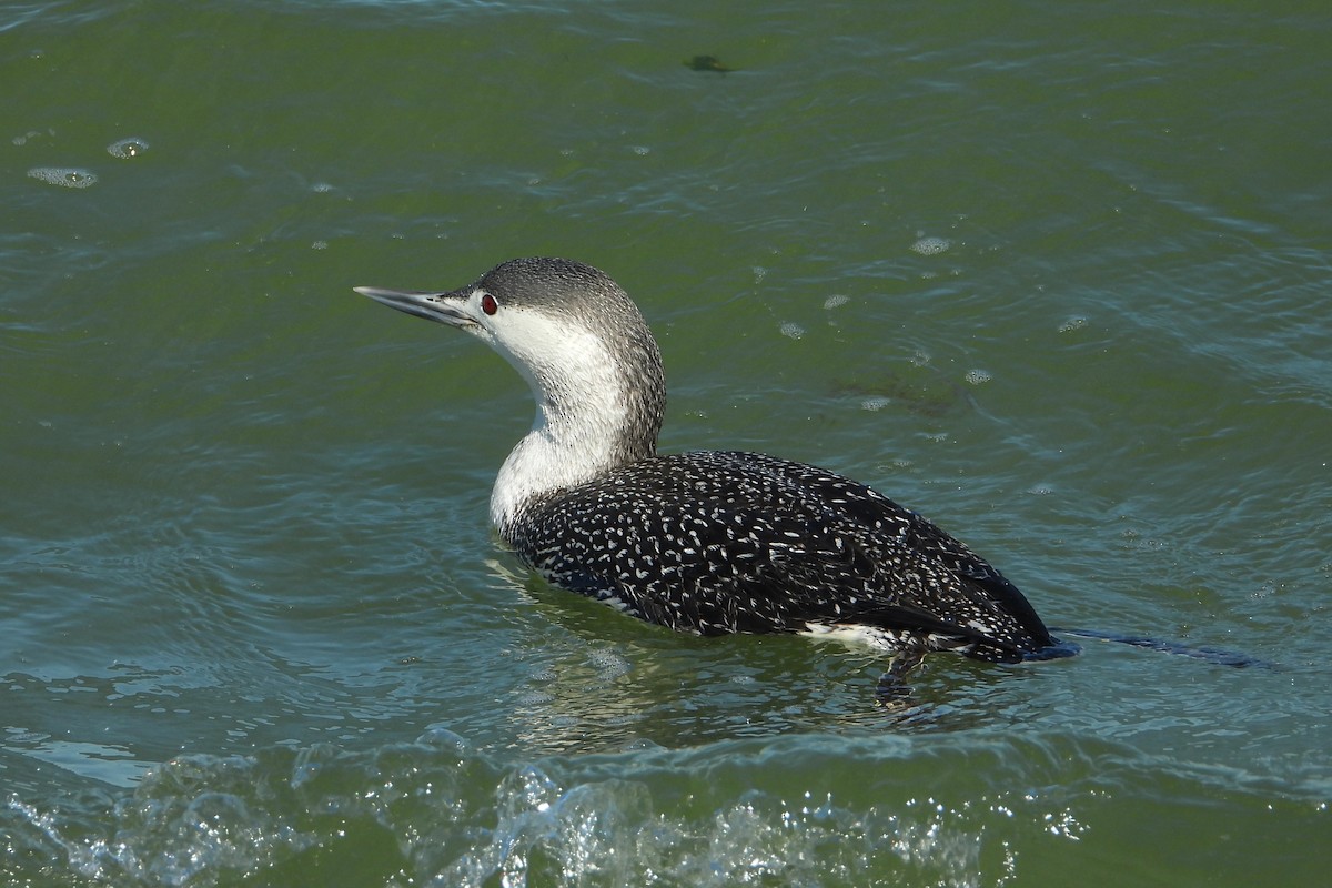 Red-throated Loon - Allen Wolford