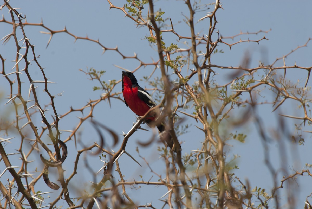 Crimson-breasted Gonolek - ML212954811