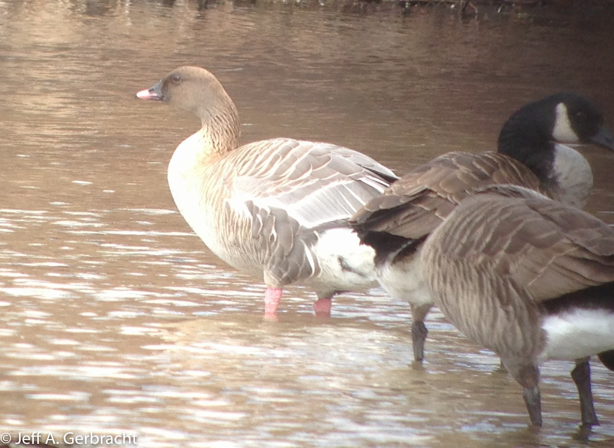 Pink-footed Goose - ML21295591