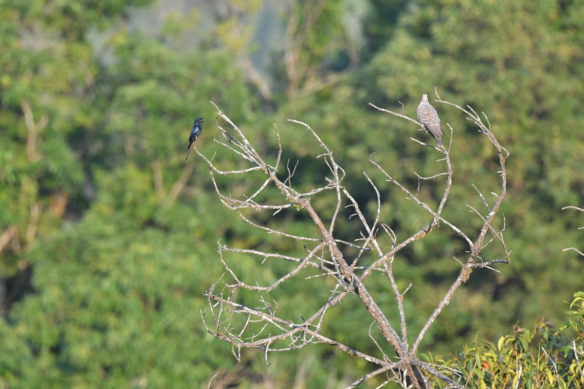 Bronzed Drongo - ML212955921