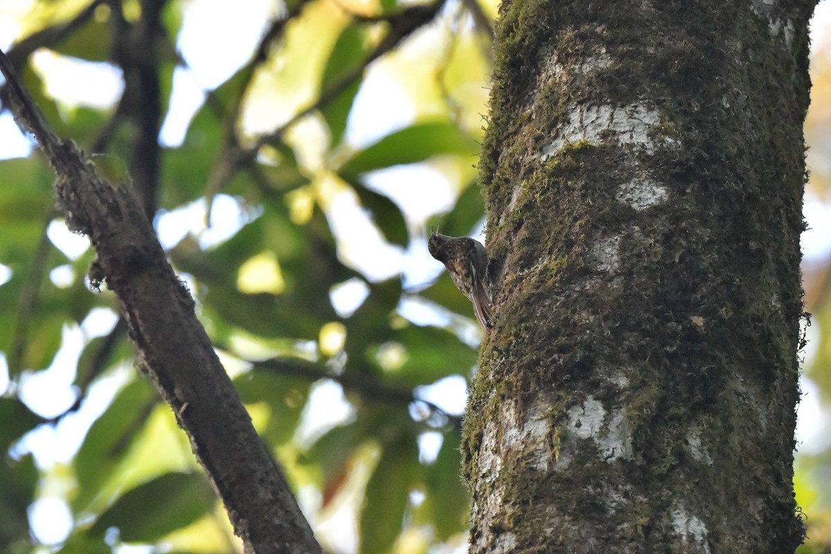 Hume's Treecreeper - ML212955951