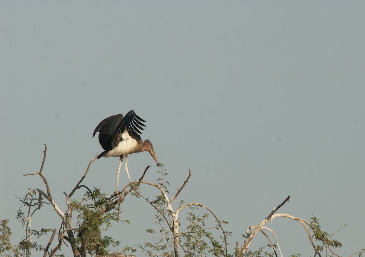 Marabou Stork - ML212956011