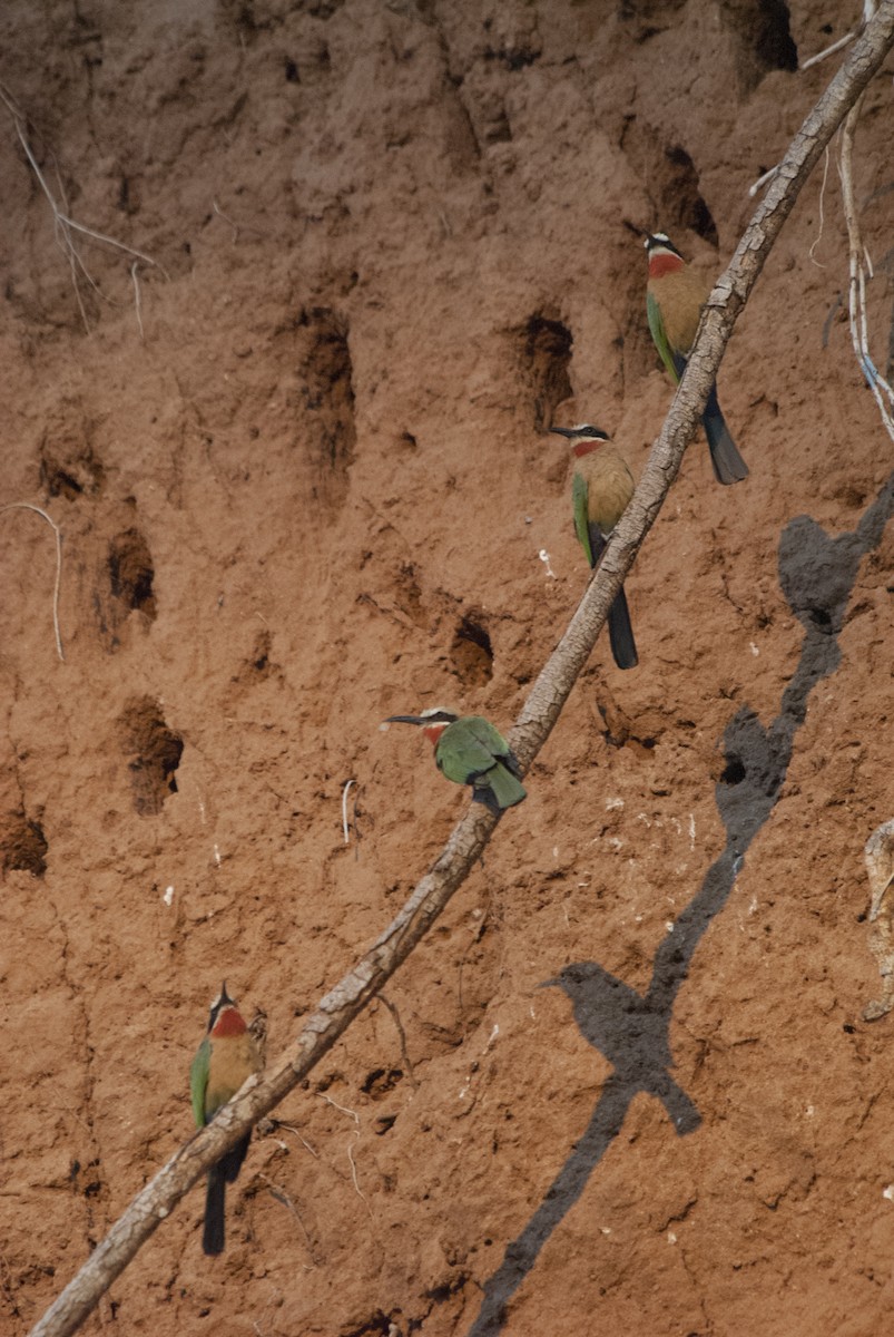 White-fronted Bee-eater - ML212956381