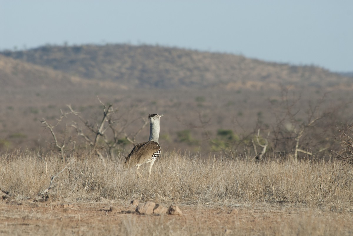 Kori Bustard - ML212957911