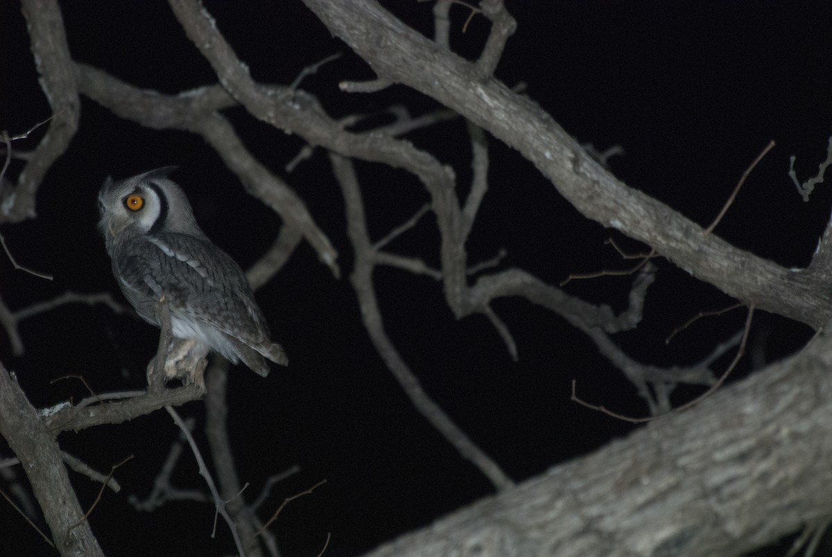 Southern White-faced Owl - ML212958011