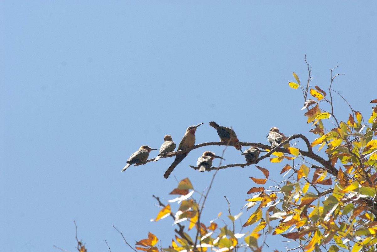 White-fronted Bee-eater - ML212958161