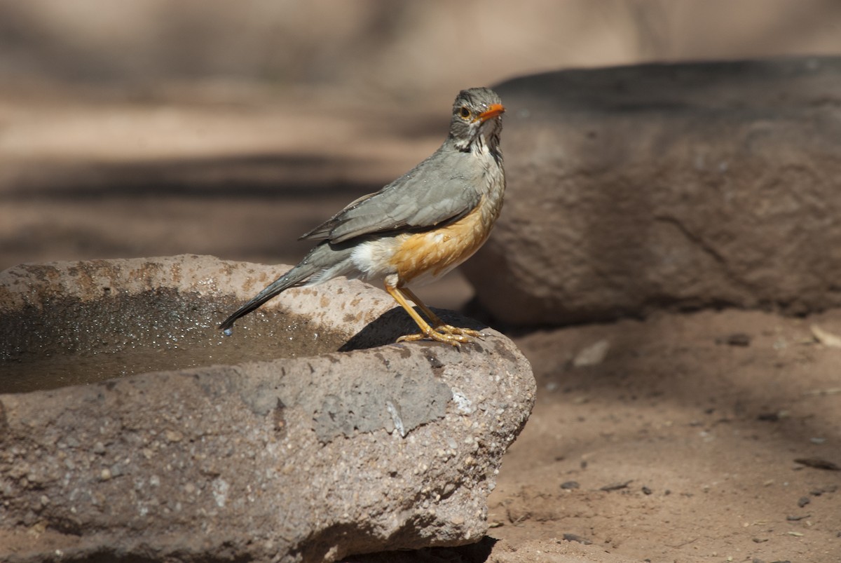 Kurrichane Thrush - ML212958481