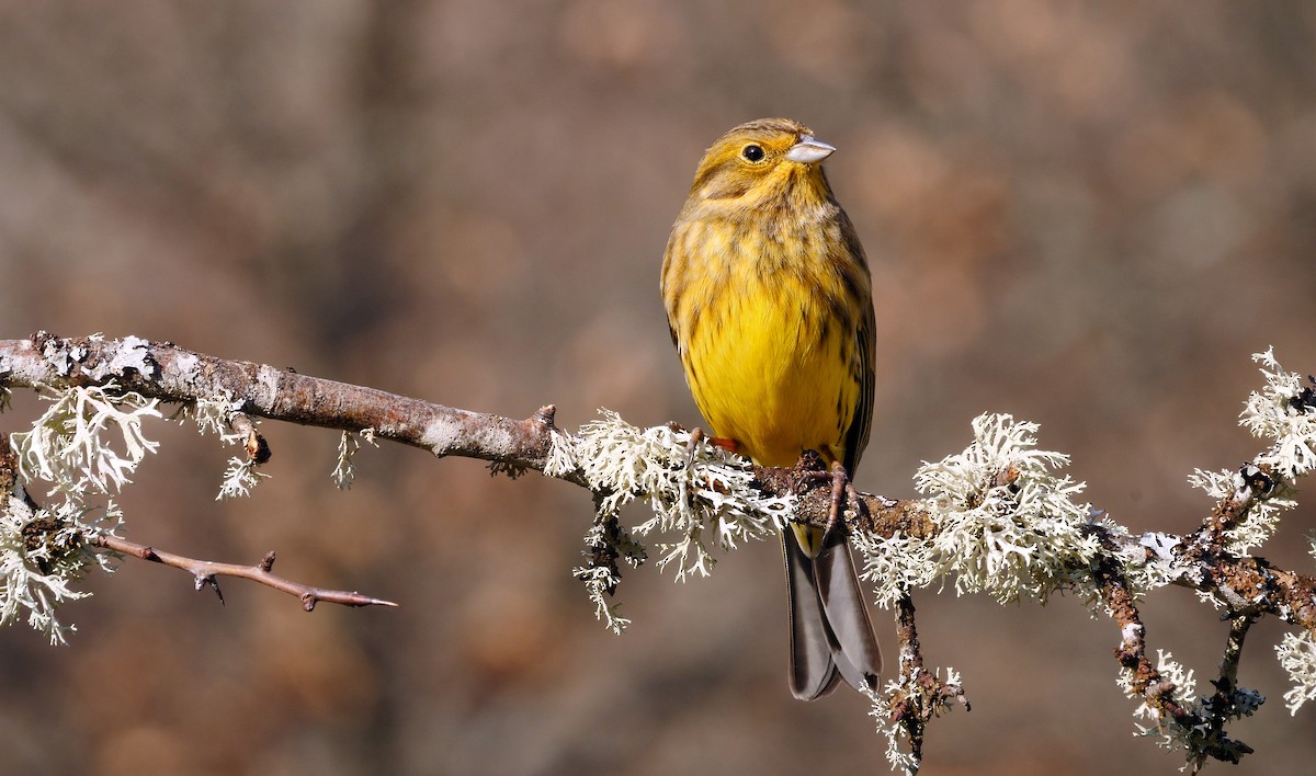 Yellowhammer - ML212959321