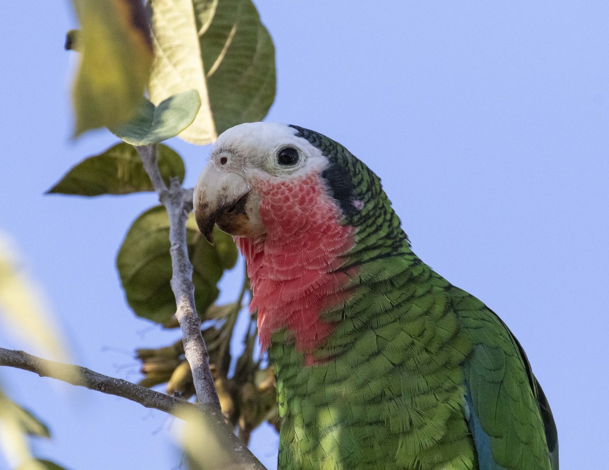 Cuban Amazon (Bahamas) - Kamella Boullé