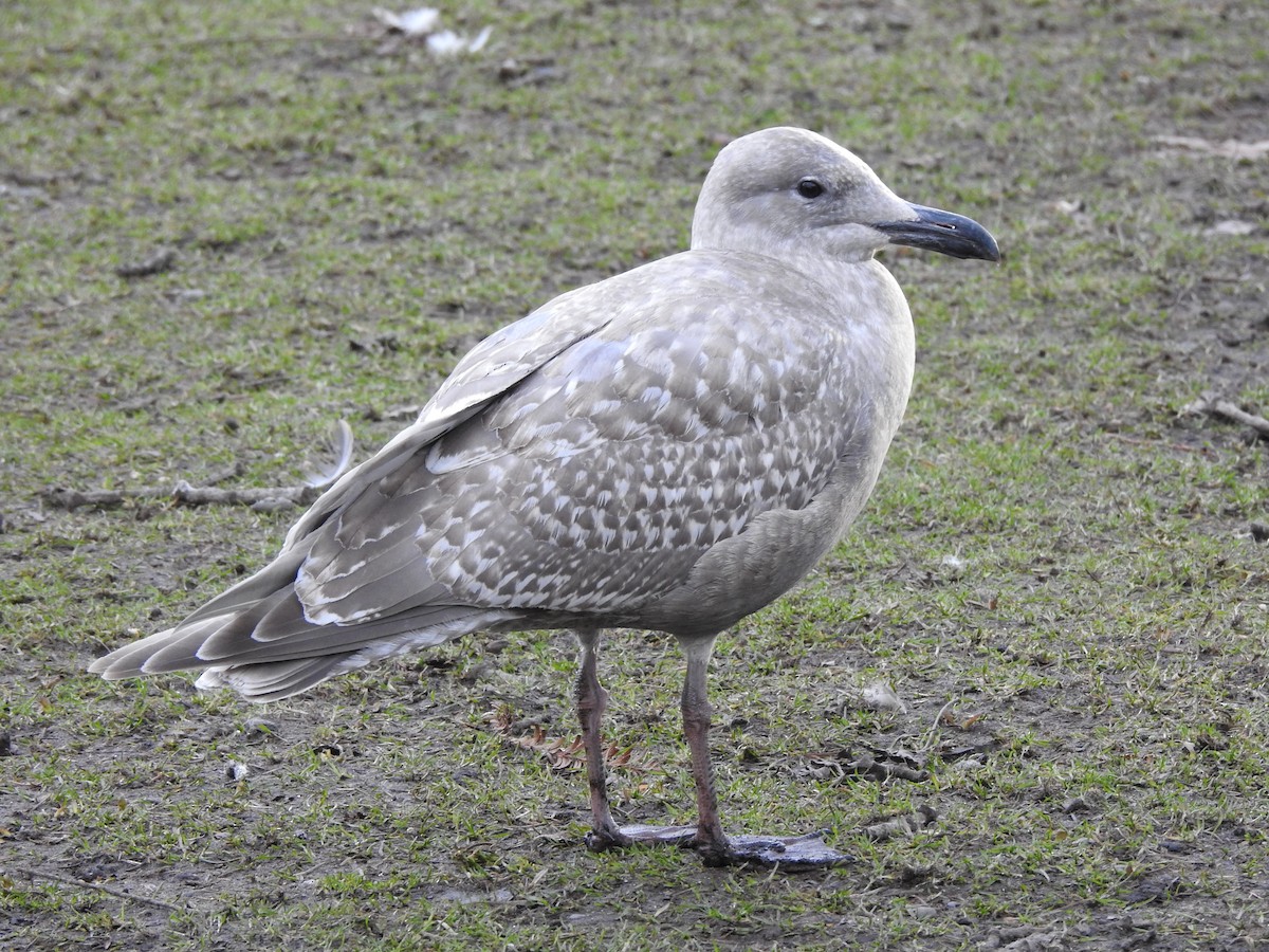 Glaucous-winged Gull - Jody  Wells