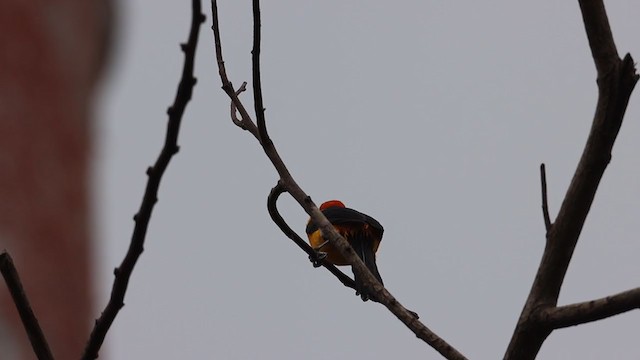 Orange-crowned Oriole - ML212962881