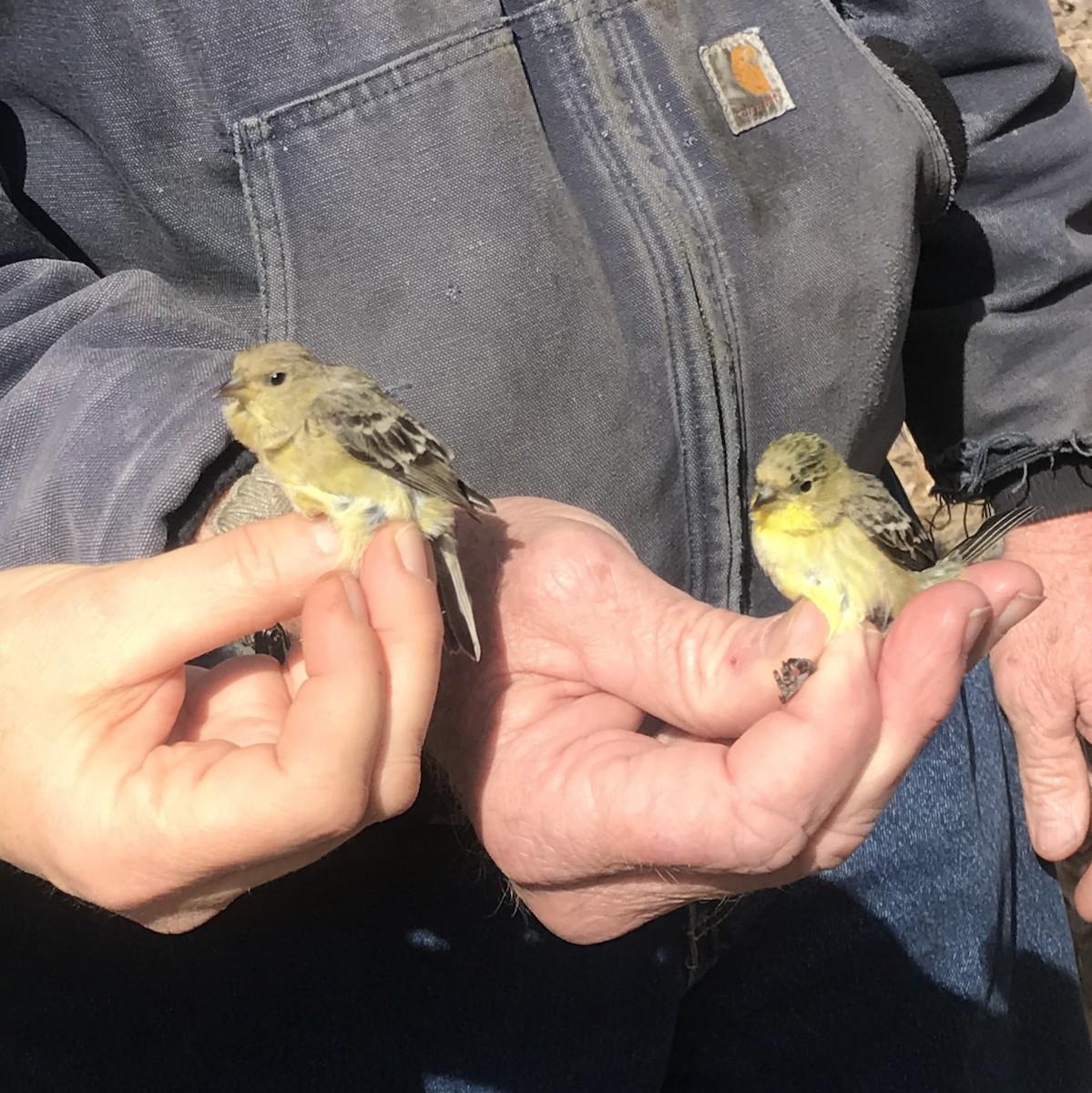 Lesser Goldfinch - ML212963061