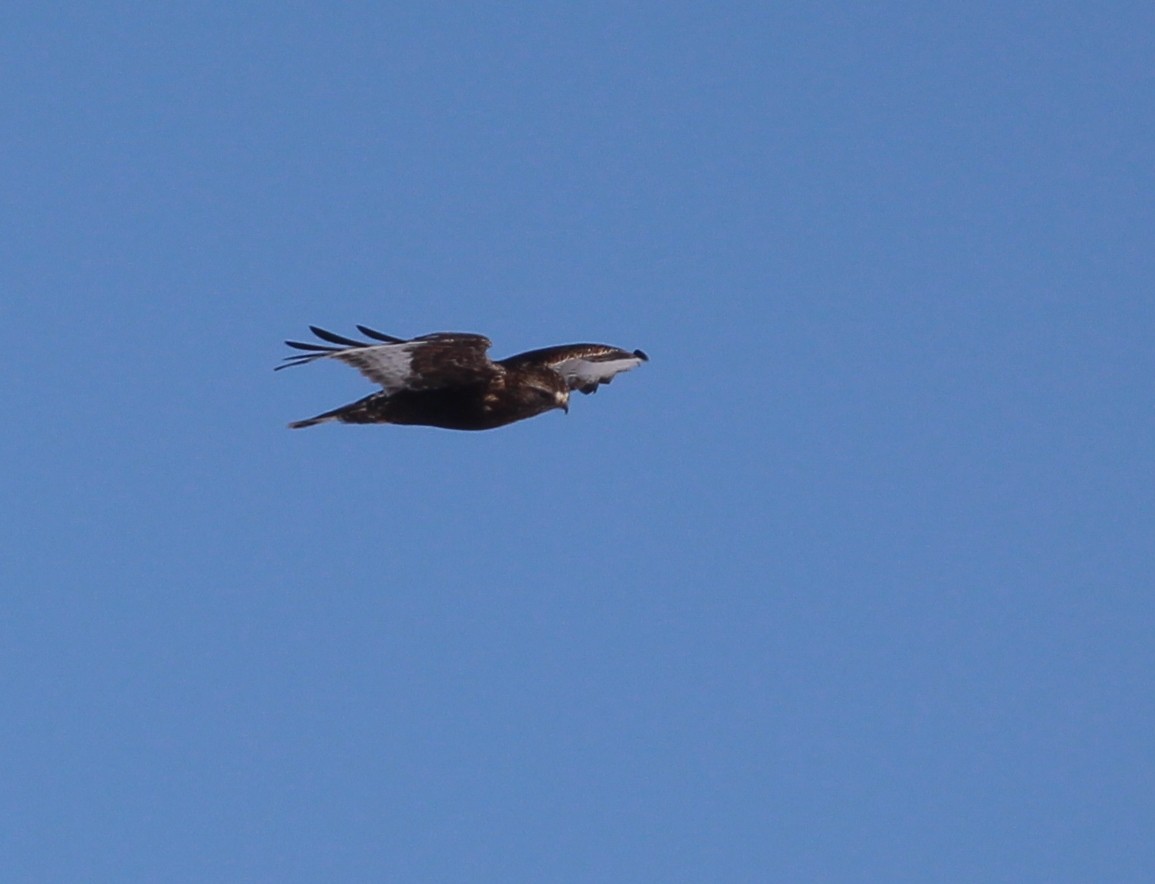 Rough-legged Hawk - Hélène Crête