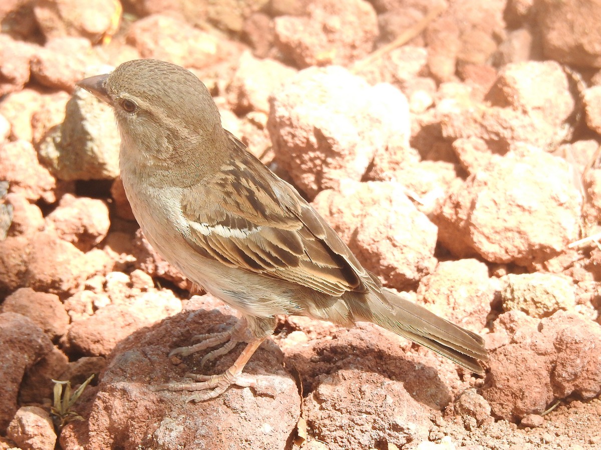 House Sparrow - ML212964021