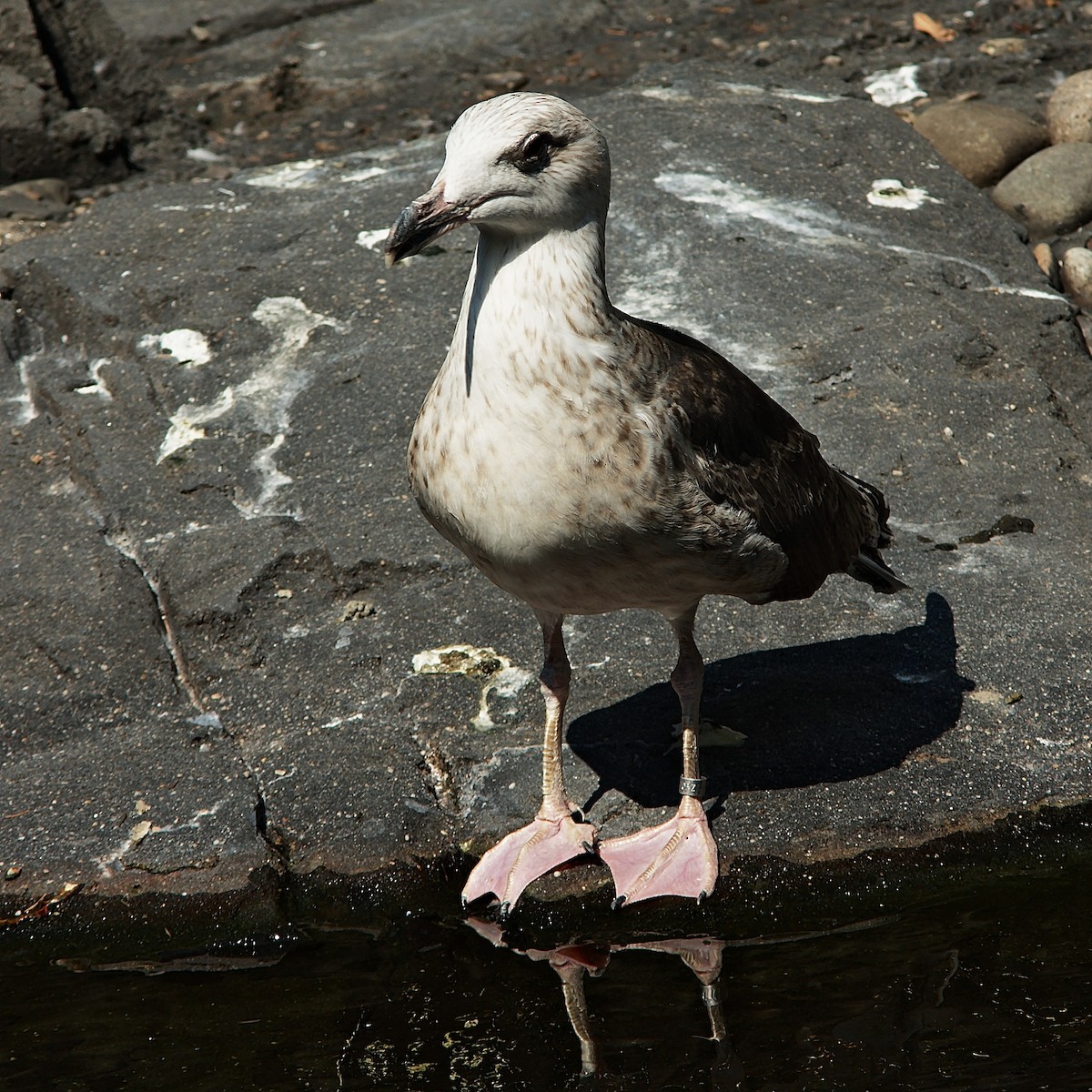 Great Black-backed Gull - Ed Gaillard