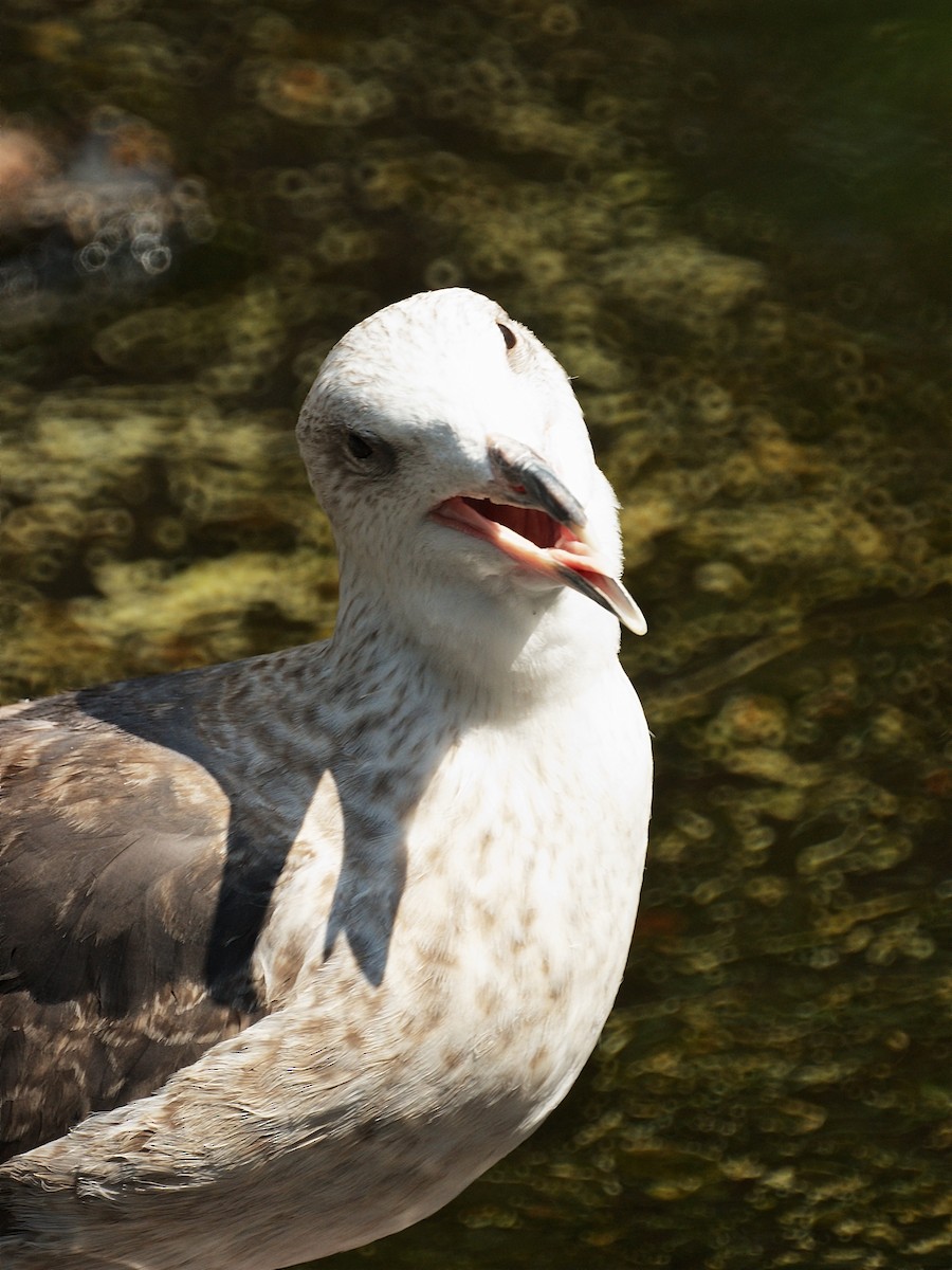 Great Black-backed Gull - ML212964401