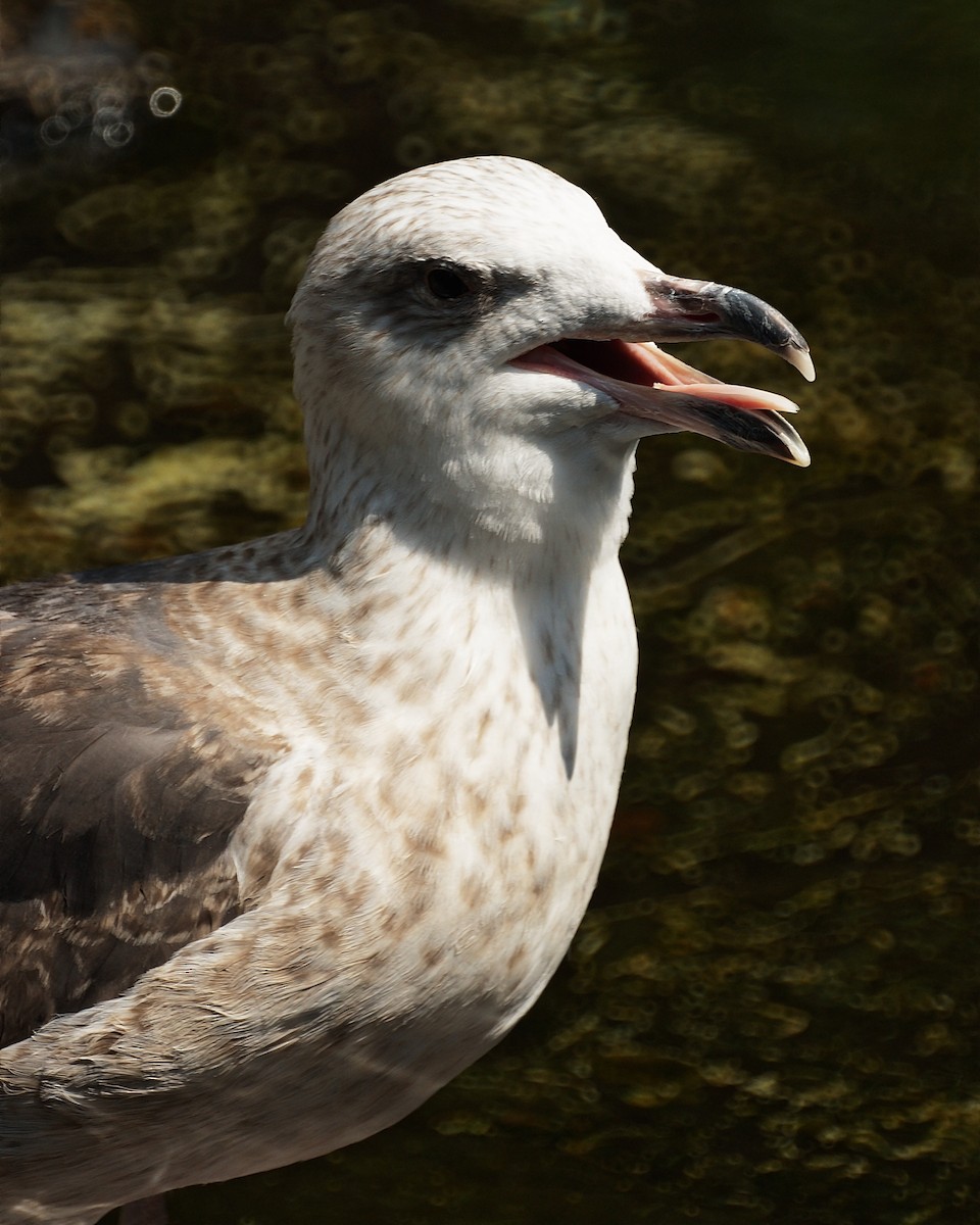 Great Black-backed Gull - Ed Gaillard