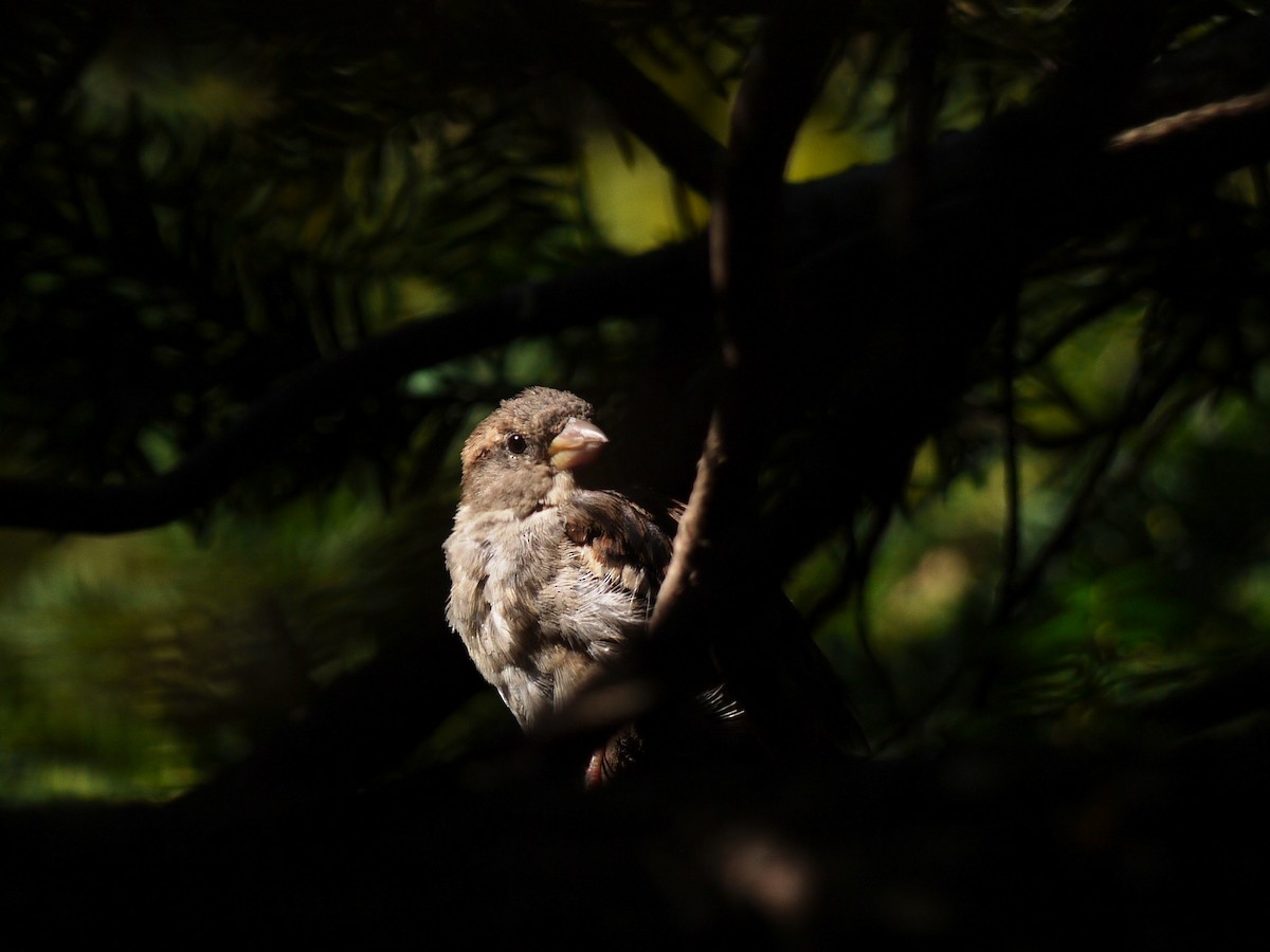 House Sparrow - ML212965101