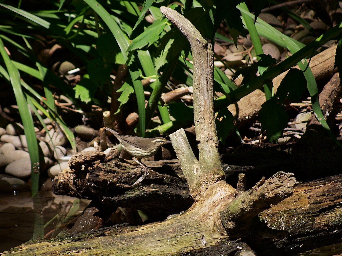 Northern Waterthrush - ML212965111