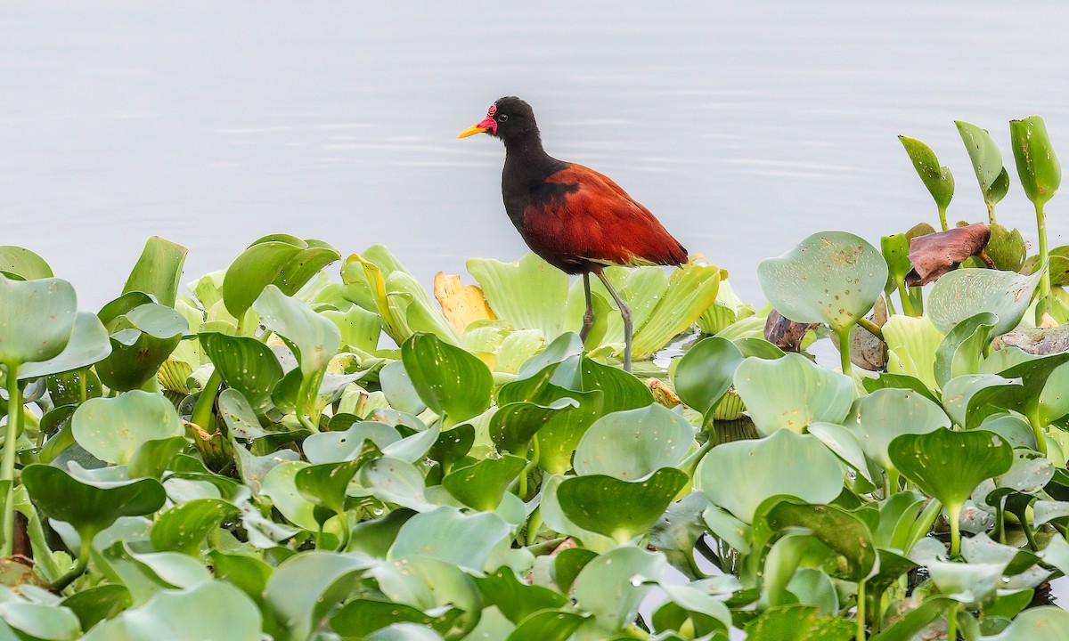 Jacana Suramericana - ML212966051