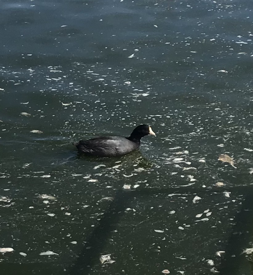 American Coot - ML212966791