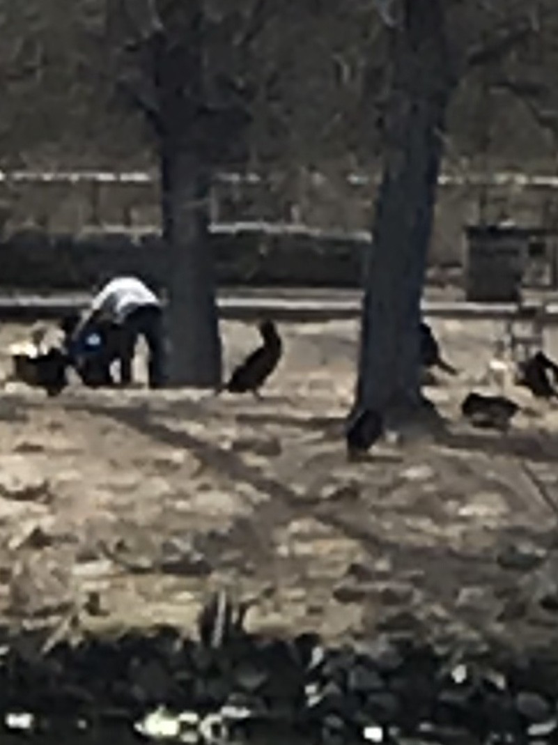 Double-crested Cormorant - ML212966861