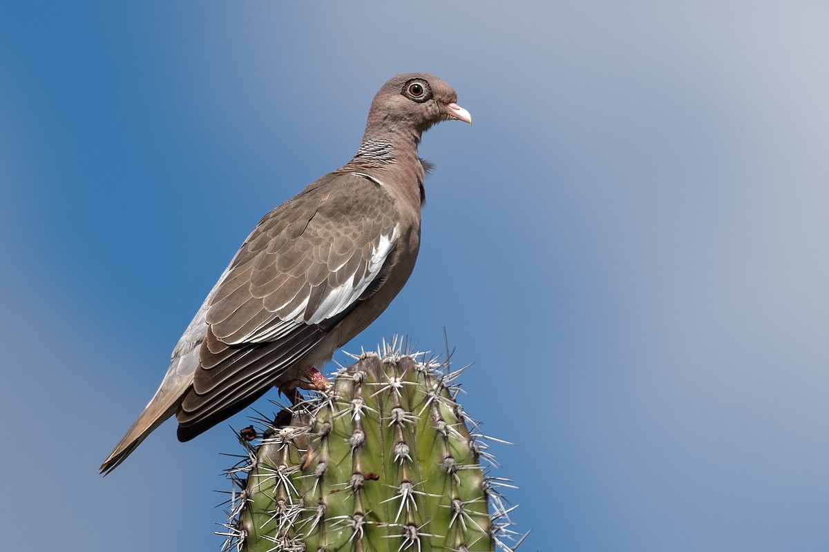 Bare-eyed Pigeon - Don Danko