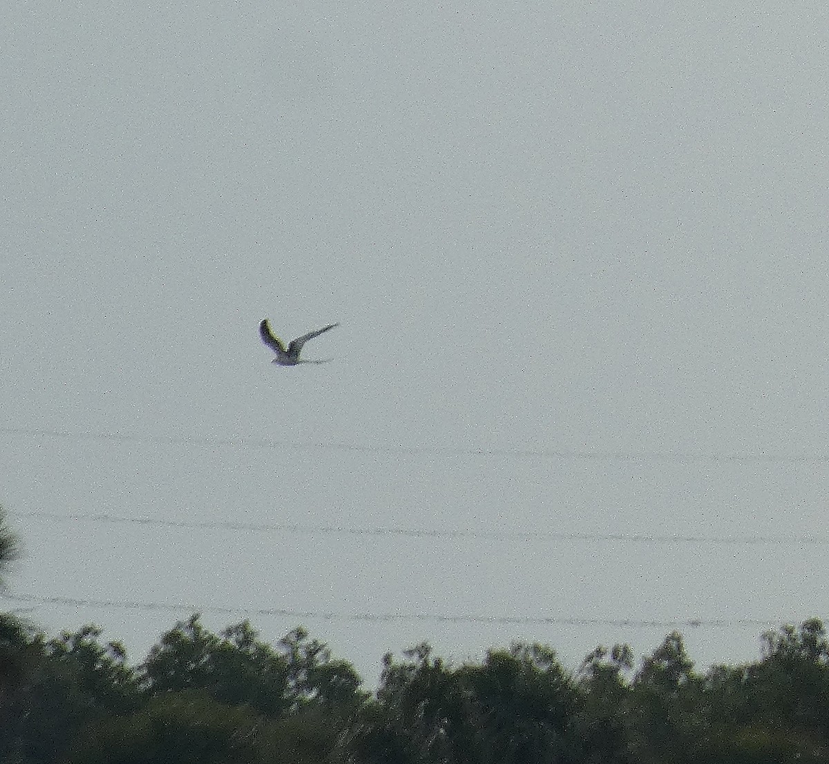Swallow-tailed Kite - ML212968751