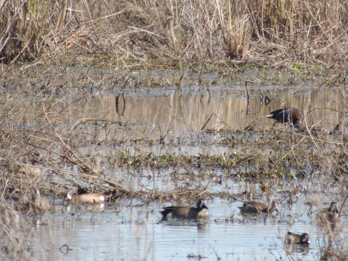 Blue-winged Teal - ML212969231