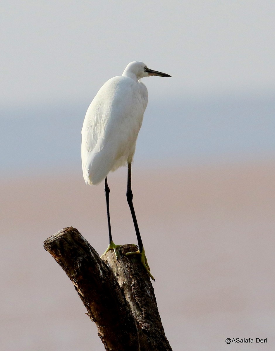 Little Egret (Western) - ML212969361