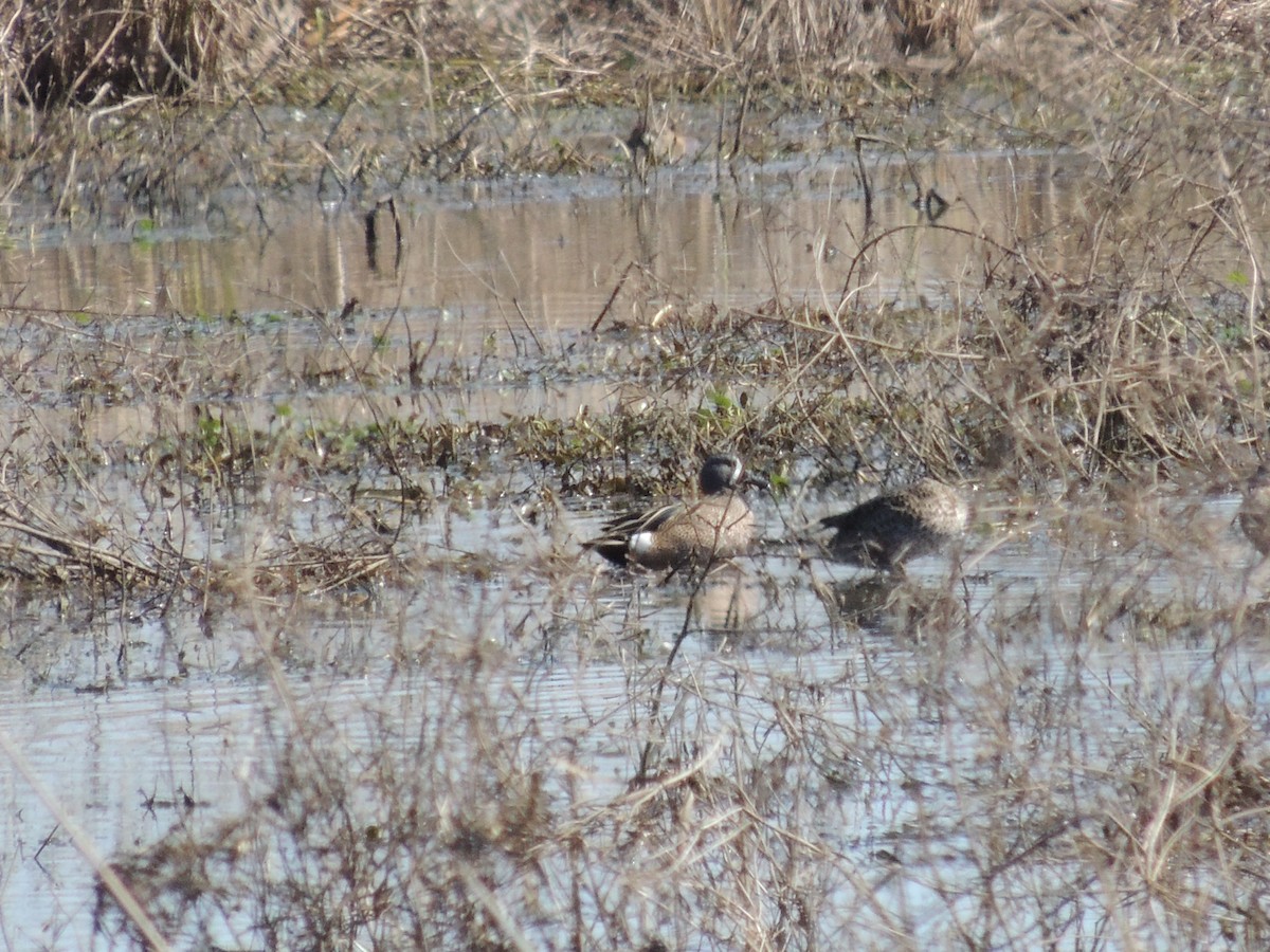 Blue-winged Teal - ML212969391