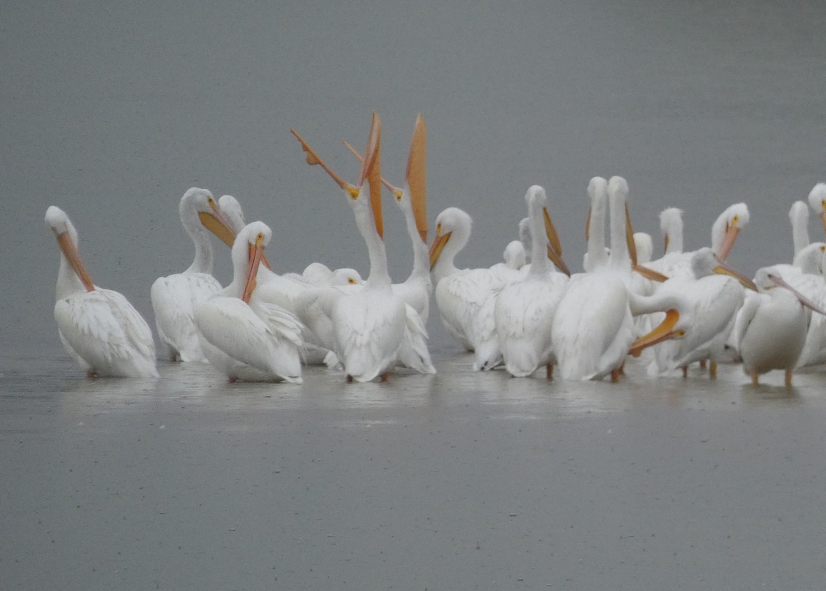 American White Pelican - John O'Barr