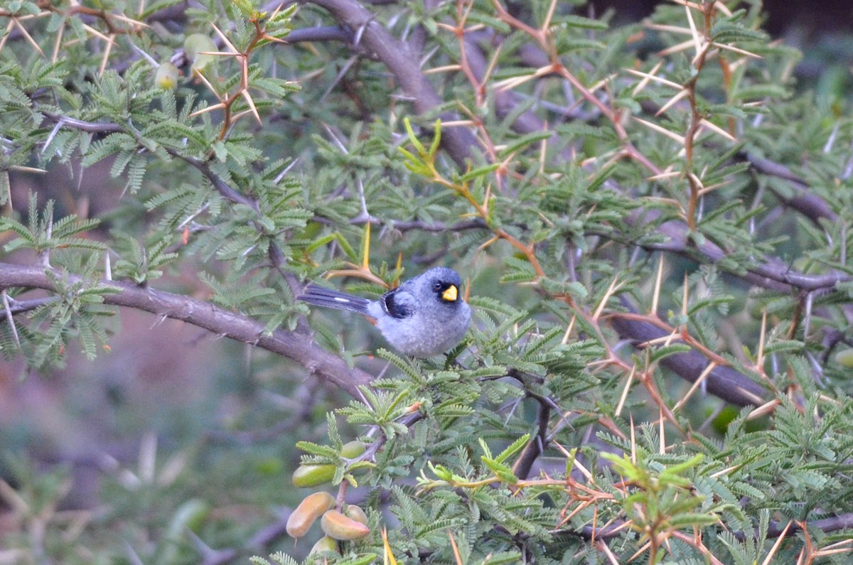 Band-tailed Seedeater - ML212969851