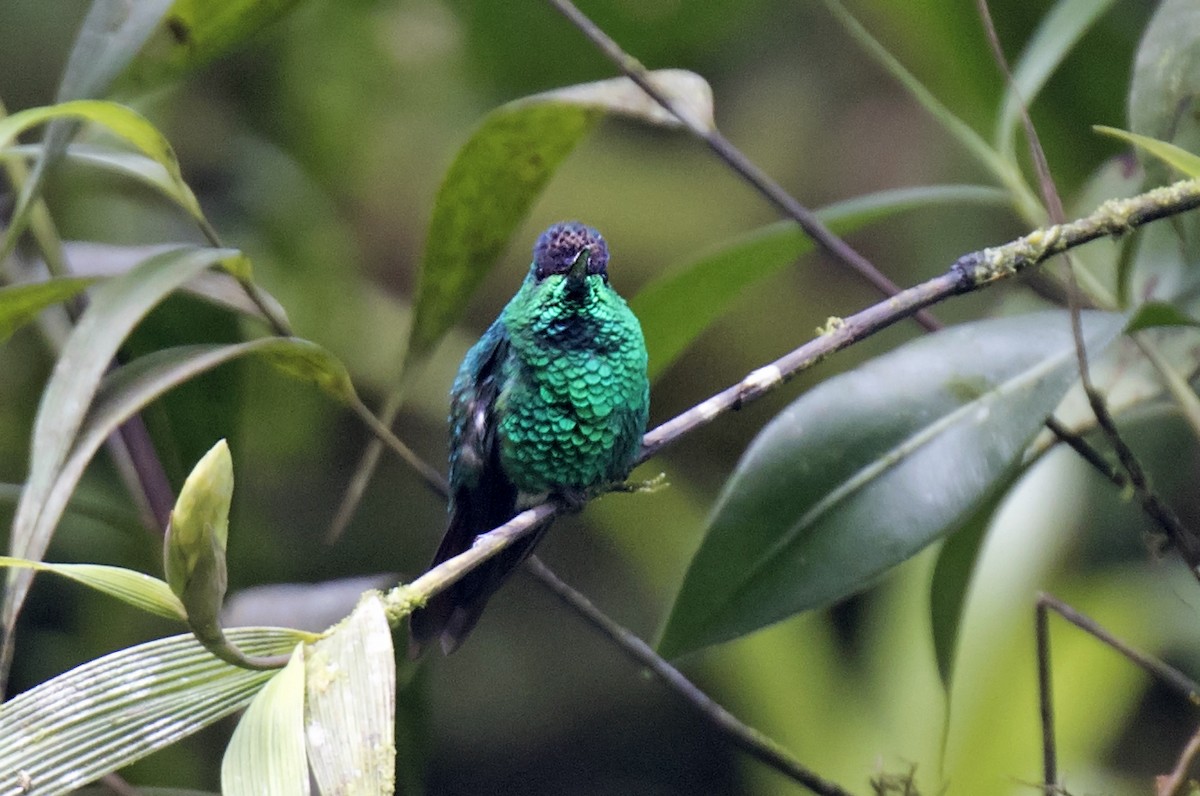 Violet-capped Hummingbird - ML212971871