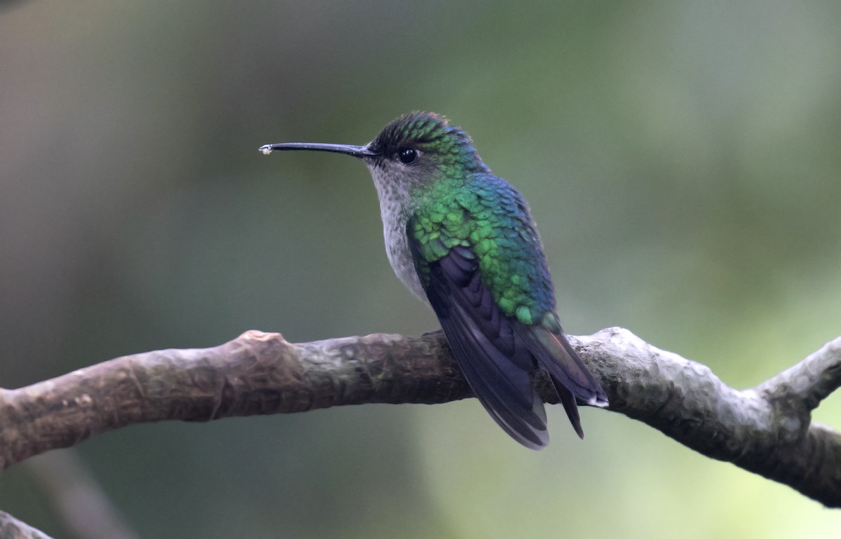 Colibri à calotte violette - ML212972341