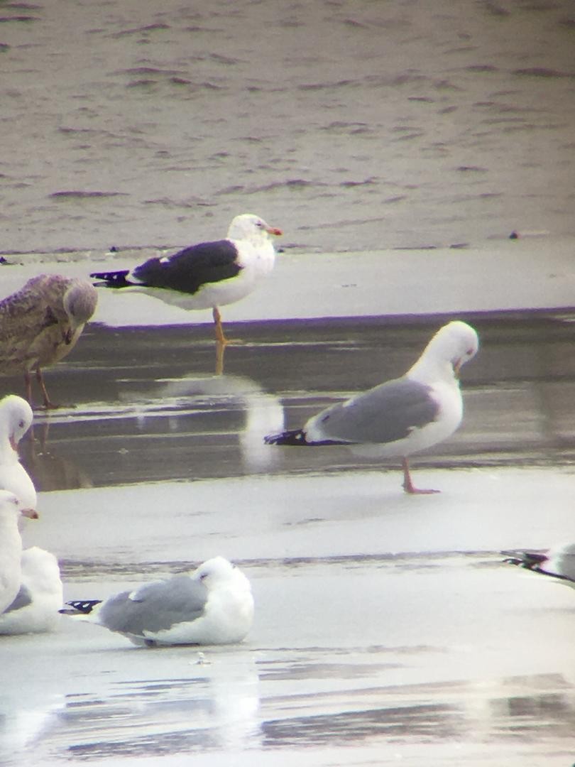 Lesser Black-backed Gull - ML212972651