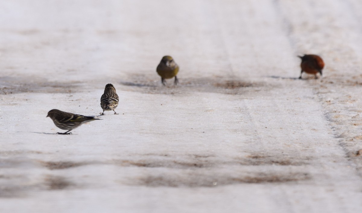 Pine Siskin - ML212972951