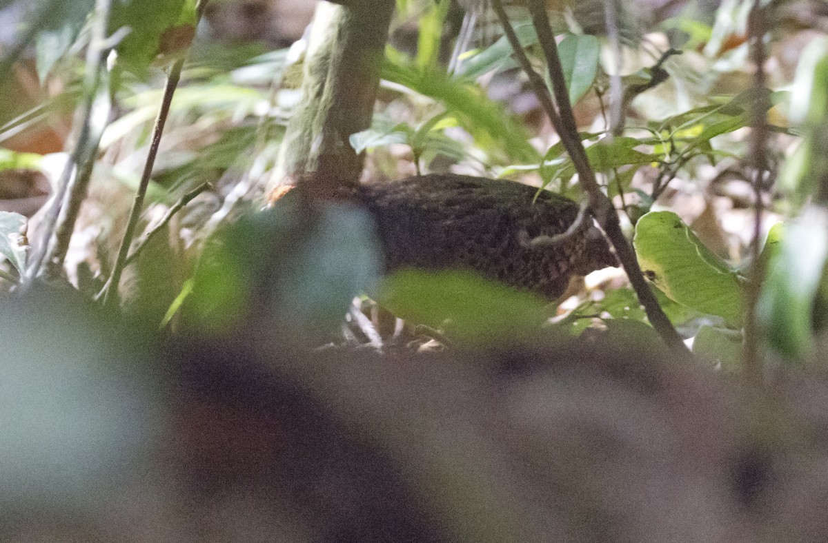 Tawny-faced Quail - ML212973021