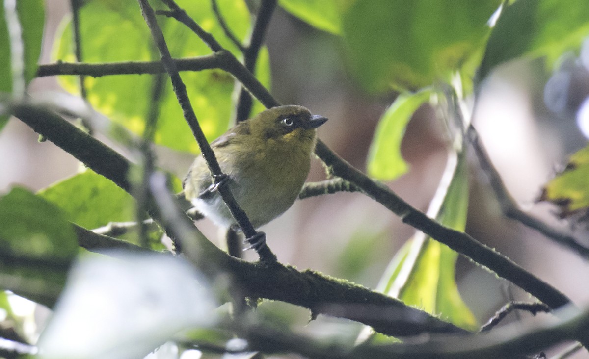 Tacarcuna Chlorospingus - ML212973471