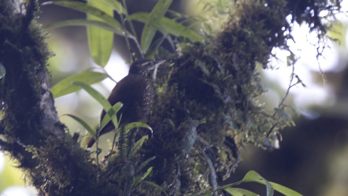 Beautiful Treerunner - Daniel López-Velasco | Ornis Birding Expeditions