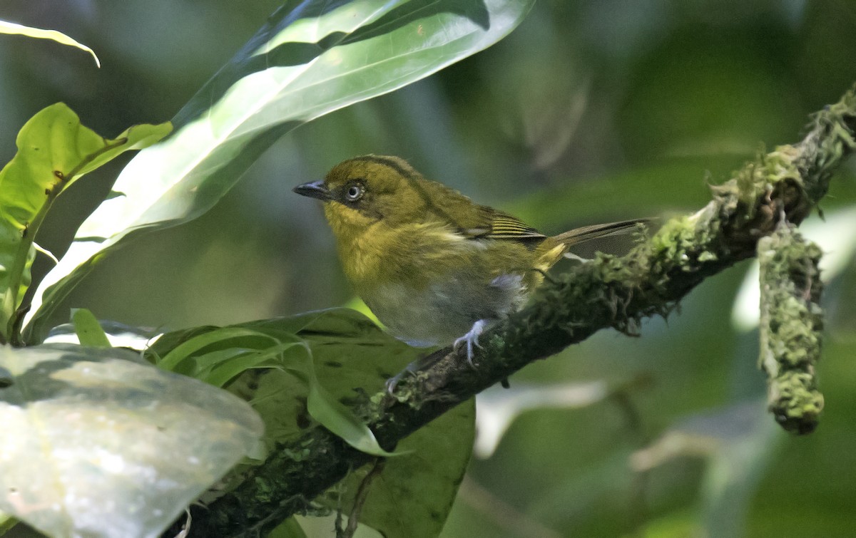 Tacarcuna Chlorospingus - ML212973531