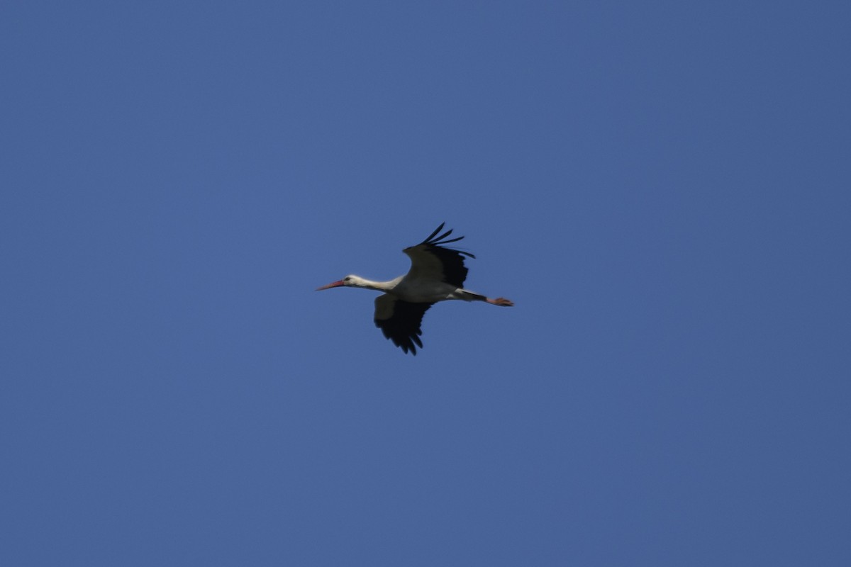 White Stork - ML212976031