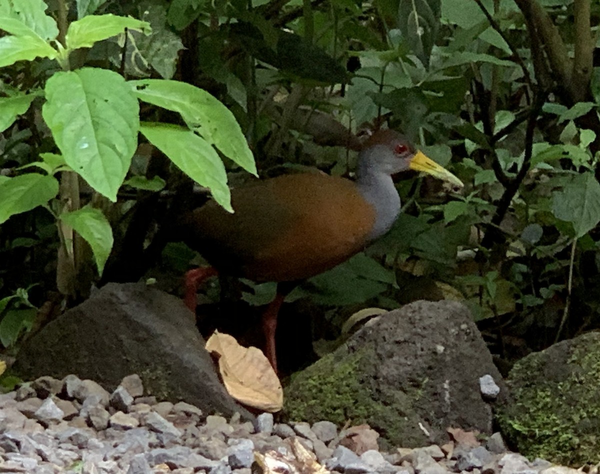 Russet-naped Wood-Rail - ML212976491