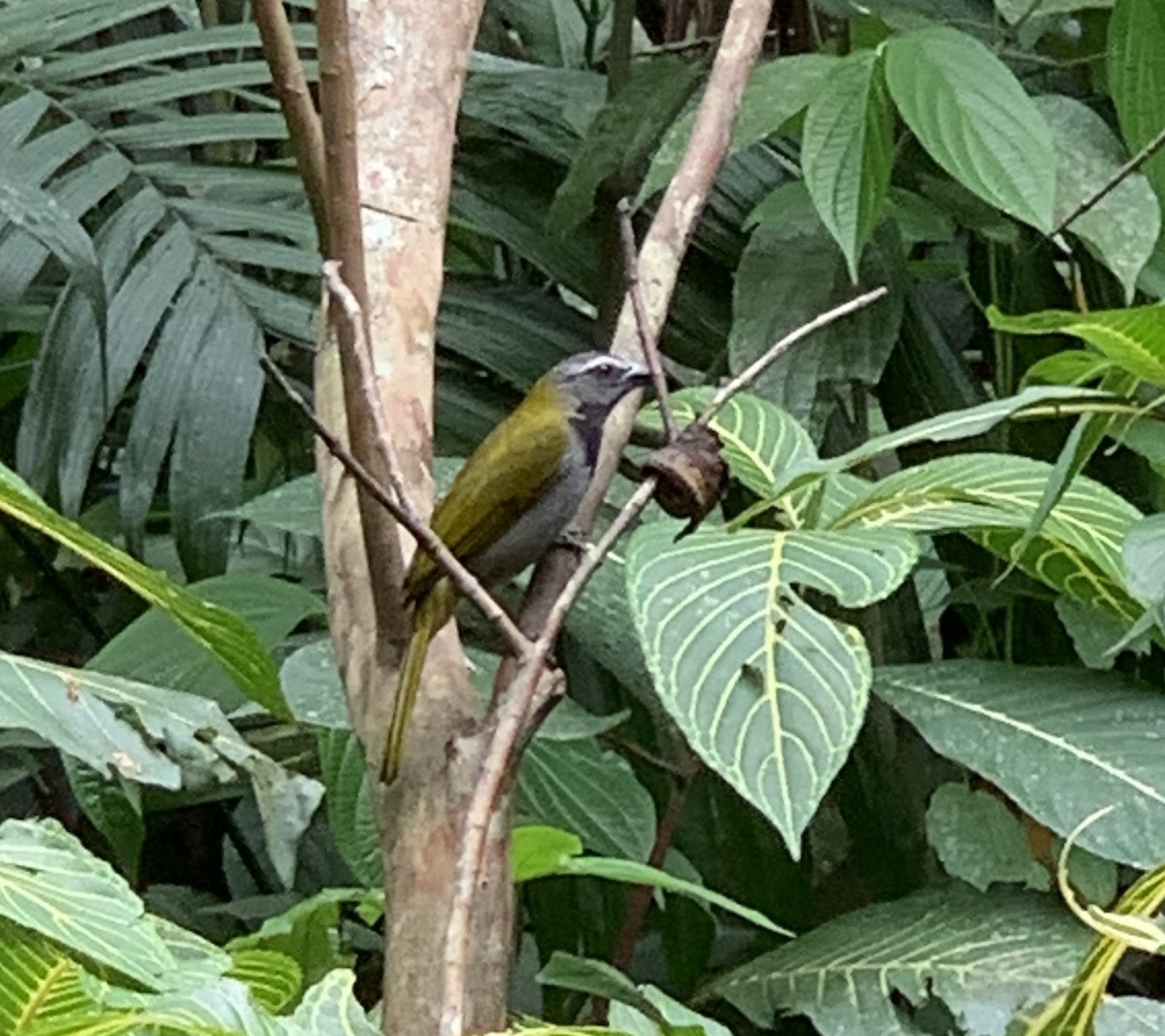 Black-headed Saltator - ML212977061