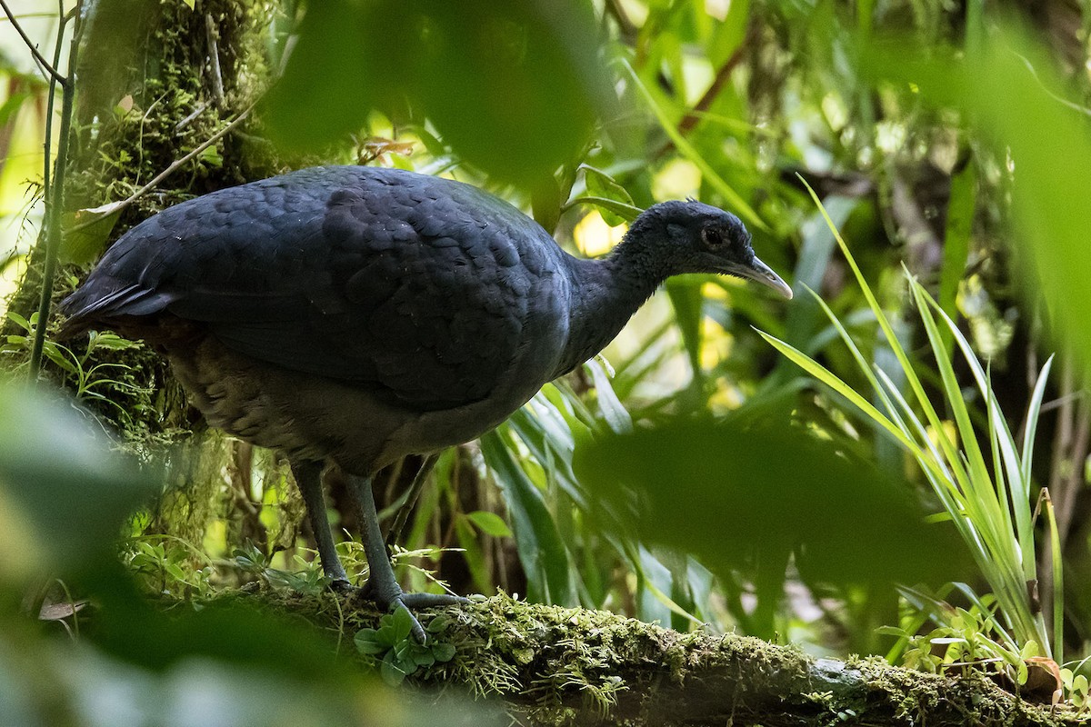 Black Tinamou - ML212977591