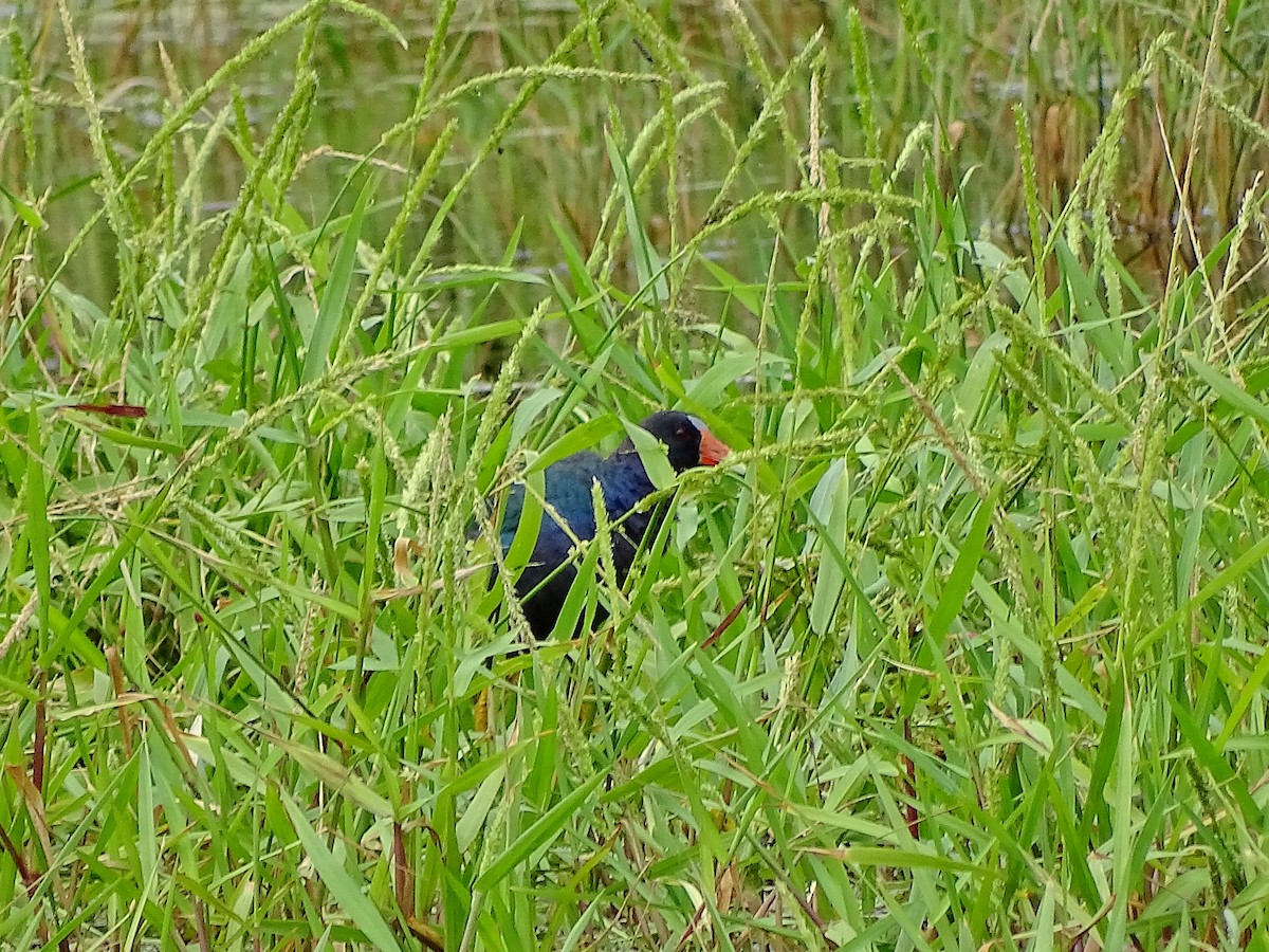 Purple Gallinule - ML21297761