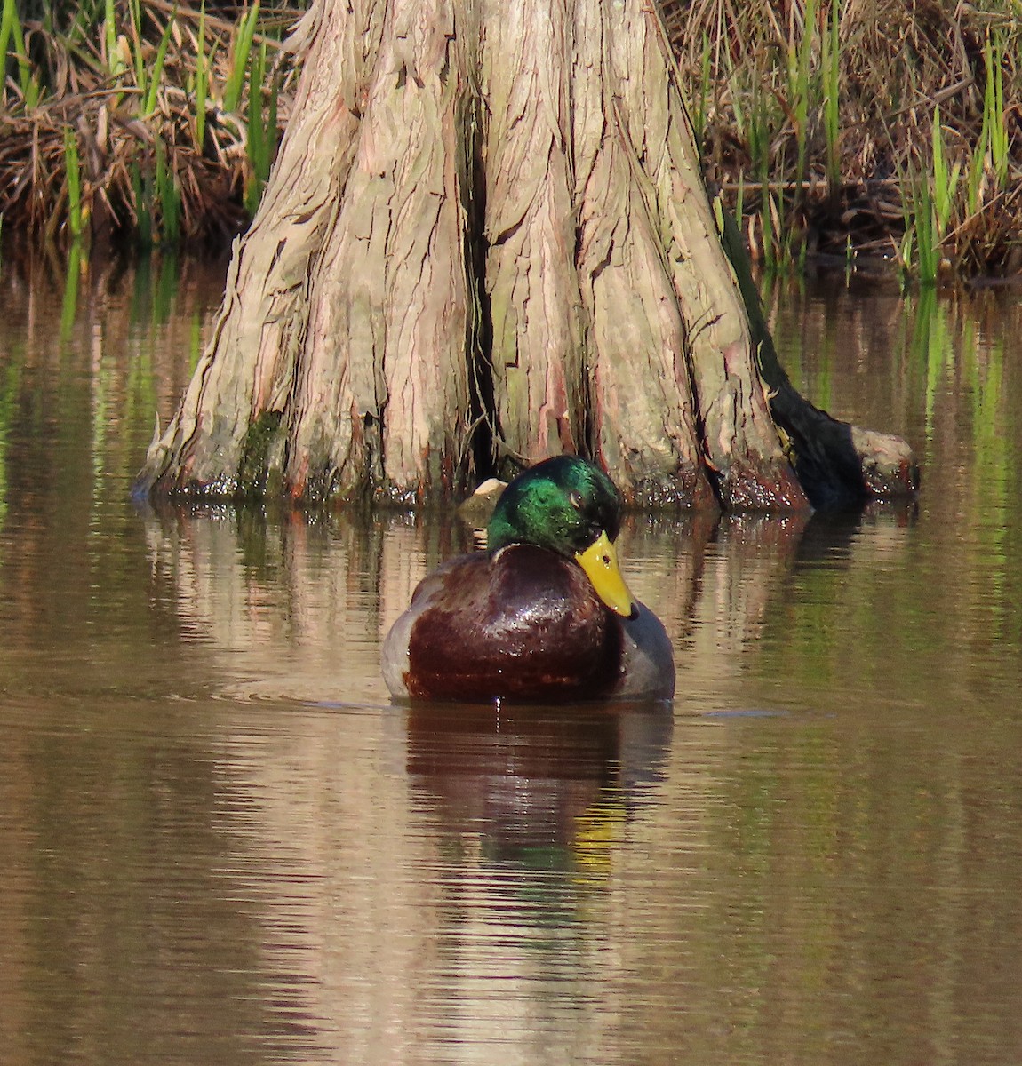 Mallard - ML212978521
