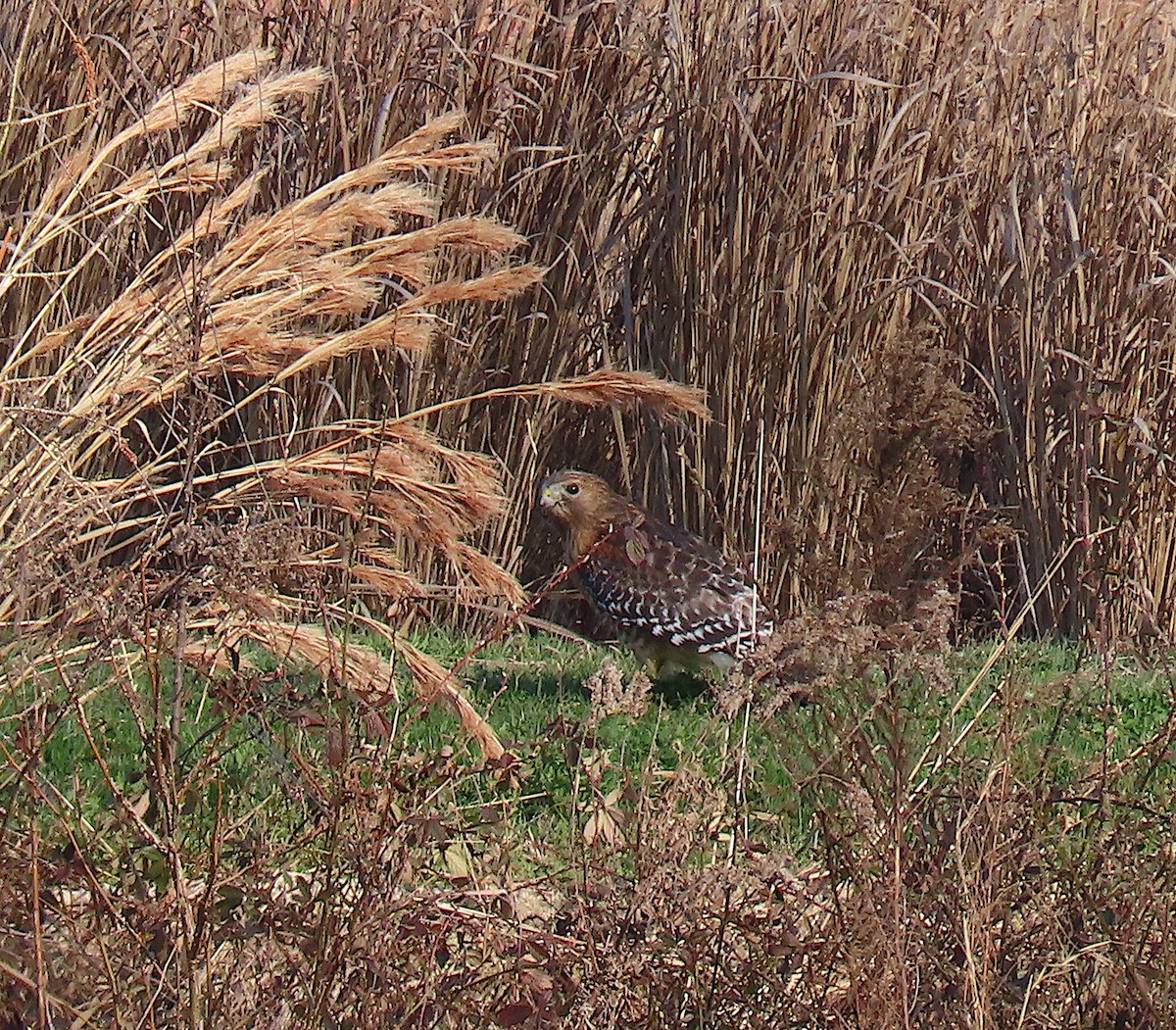 Red-shouldered Hawk - ML212978651