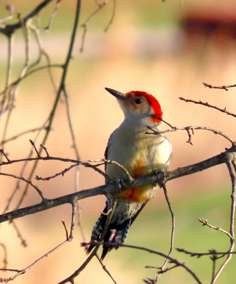 Red-bellied Woodpecker - ML212978701